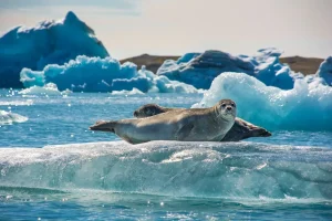 A seal resting on ice in Jökulsárlón Glacier Lagoon